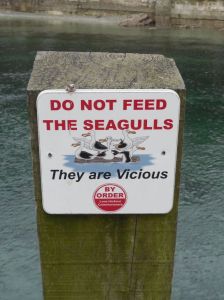 Photo of sign warning "Do Not Feed The Seagulls - They are Vicious"
