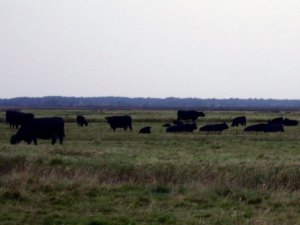 Cows near Berney Arms Cows near Berney Arms
